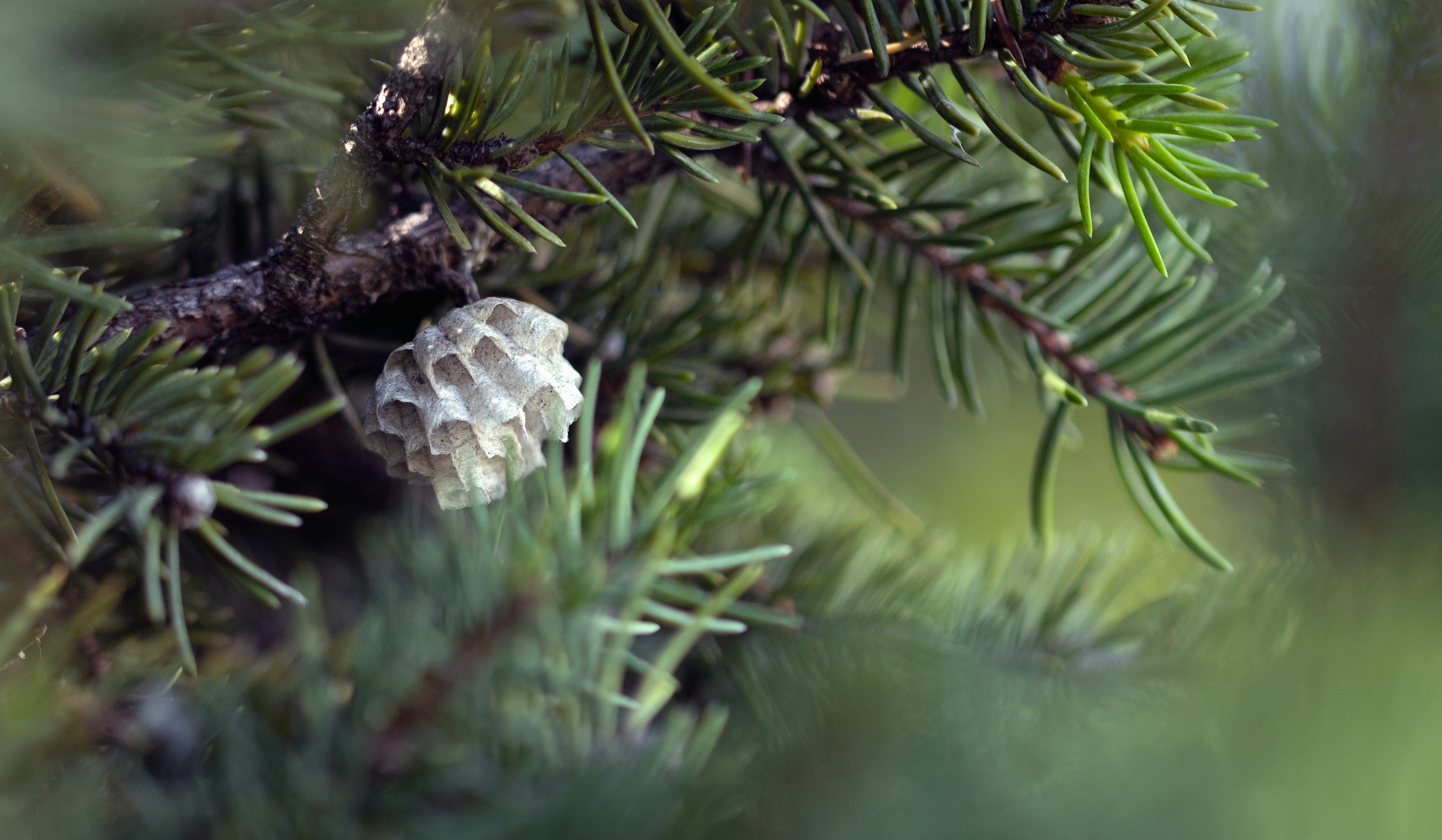 white and silver pine cone on green pine tree
